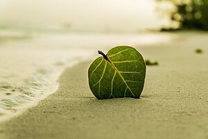 Strand - hjerteblad i sand